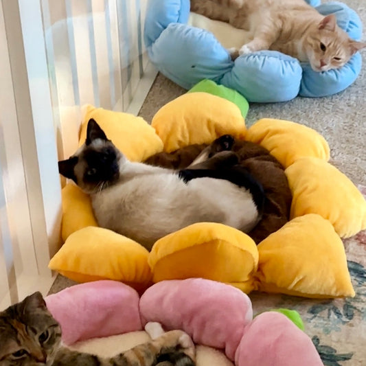 Sunflower Pet Bed